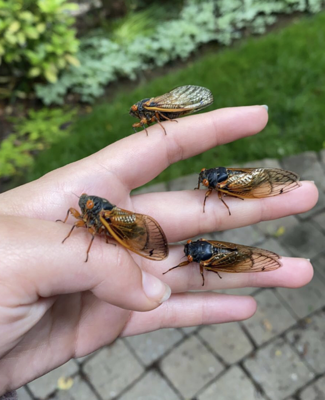 Get your fill now of the cicadas since they wont be back until 2038.